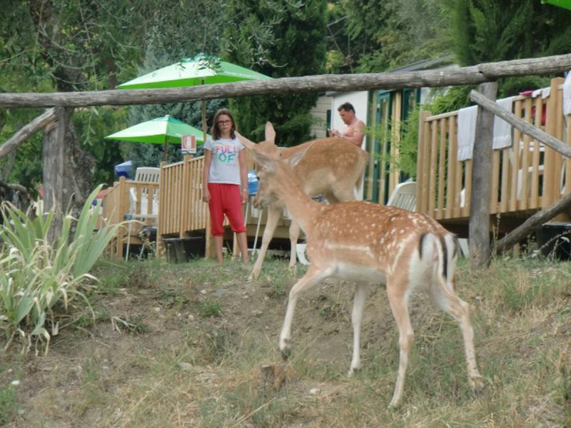 hu Norcenni Girasole Village