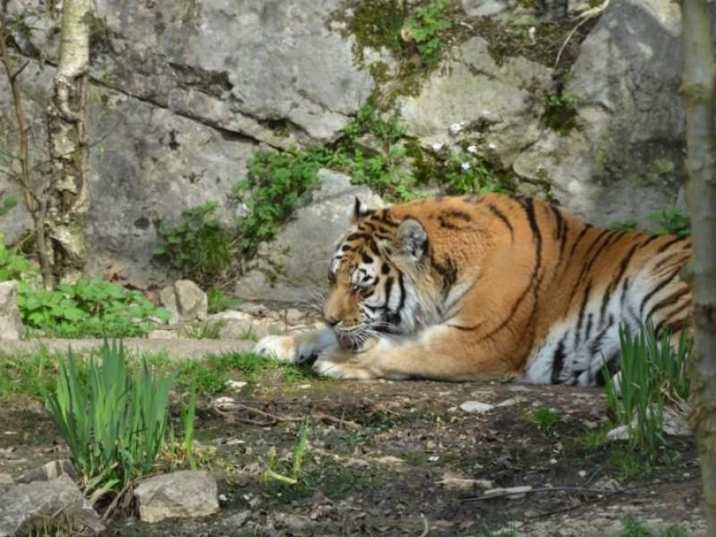 Camping Du Bois de Reveuge