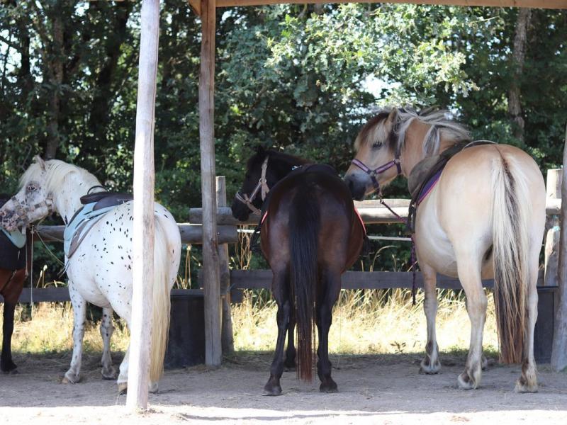 Camping Village de la Guyonnière